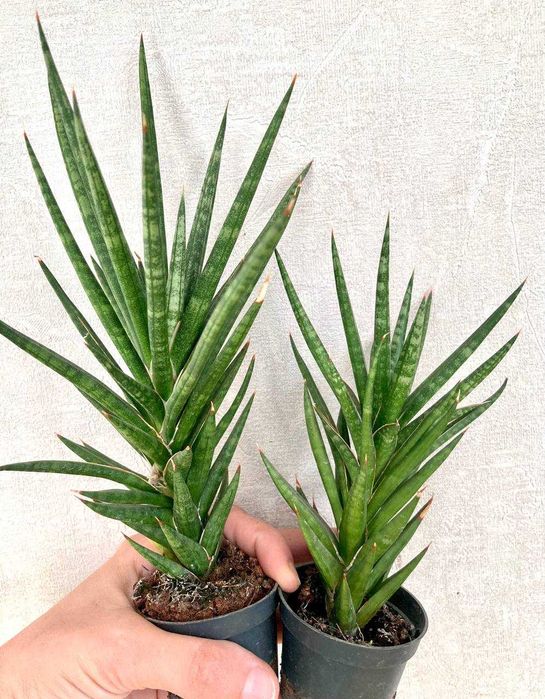 Сортовые сансевиерии Lady Touch (Леди Тач) и Francisii (Франциска)