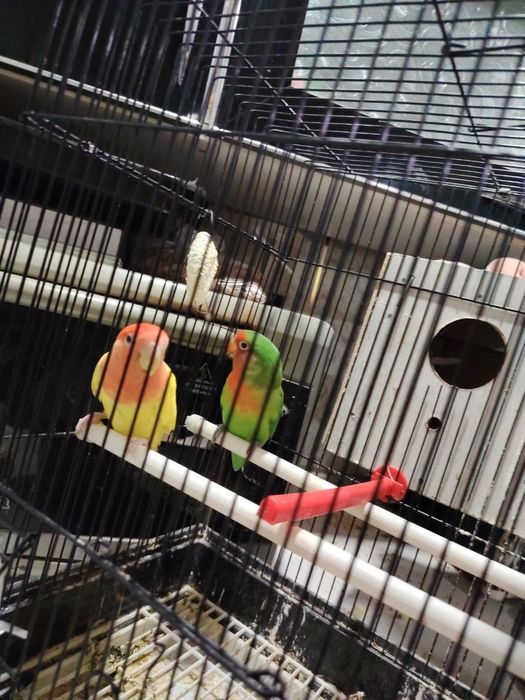 Tayyor para sotiladi