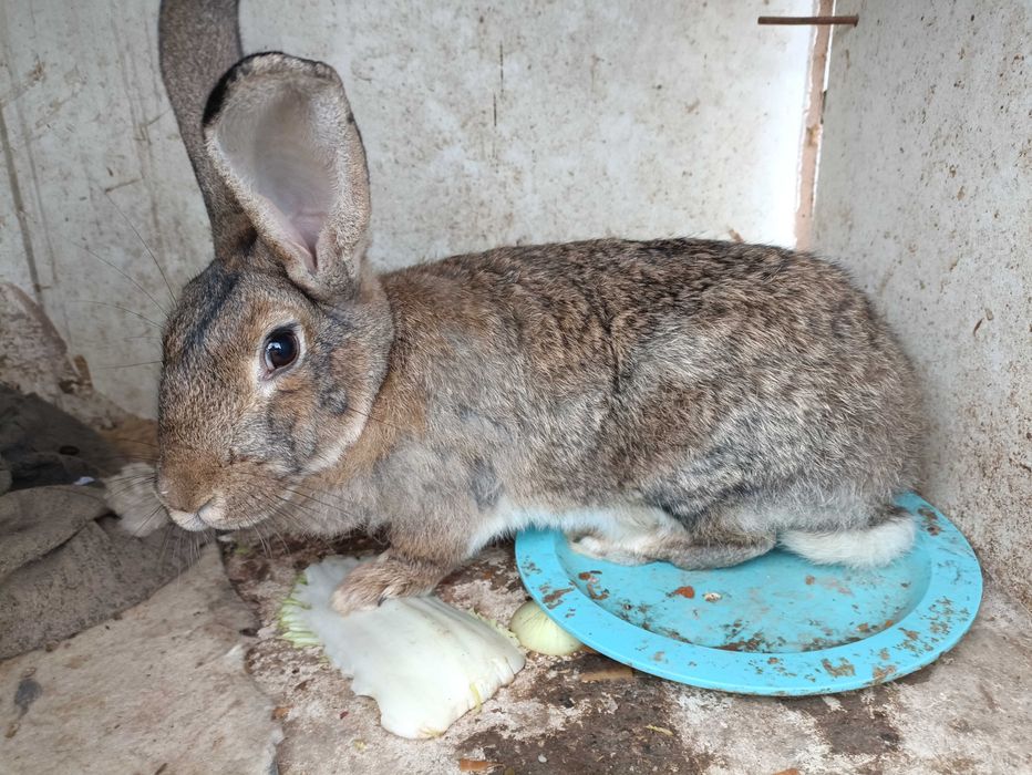 Polvelidkan quyonlar sotiladi