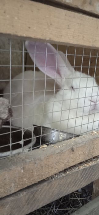 Птицы про Макс и заяц XXL