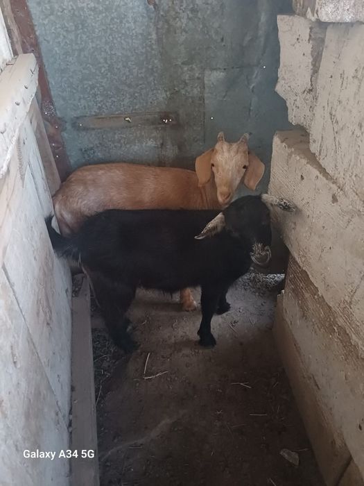 Сүтті Ешкілер сатылады