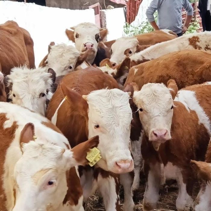 Vand vitei de rasa de carne asigur transport!!