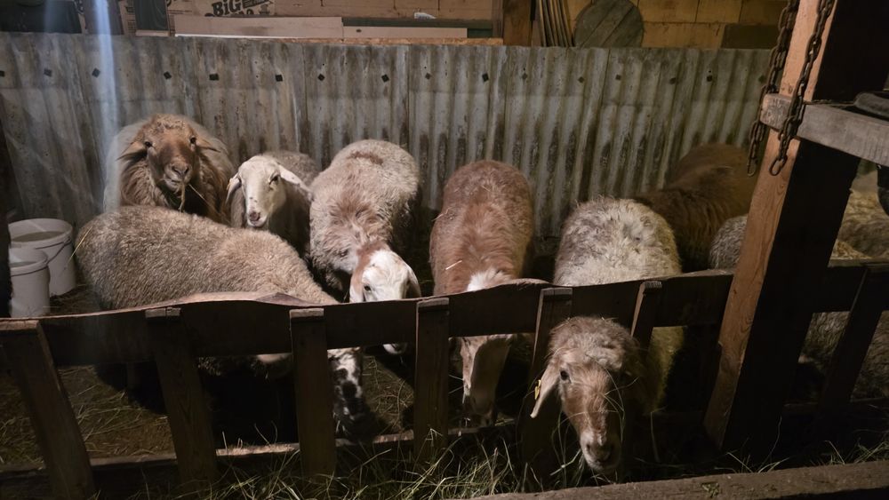 Кошкар, бараны,  овцы