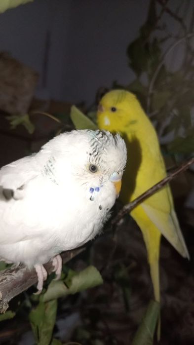 Попугай  , только в ответственные руки