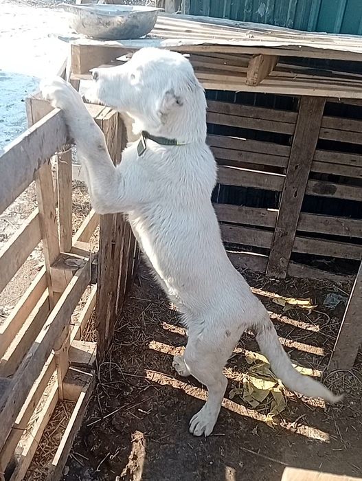 Щенок Алабая кабель