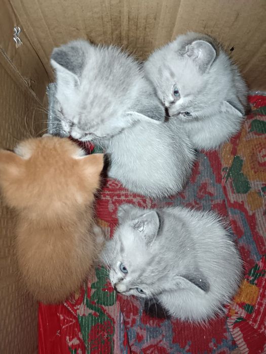 Отдам даром котят.