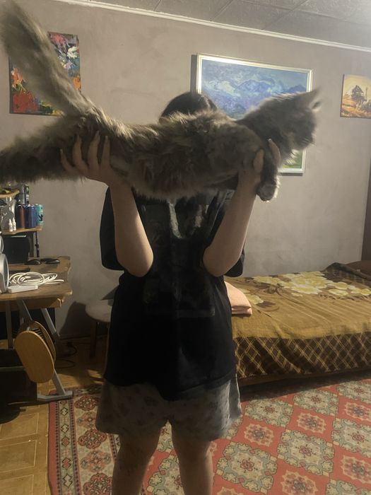 Кошечка Мейн-Кун