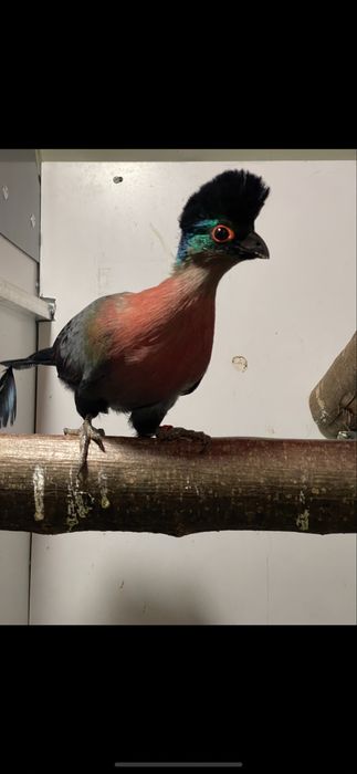 Pasari exotice turaco