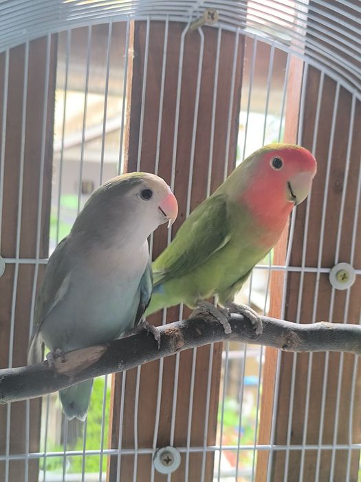 Agapornis si perusi la schimb