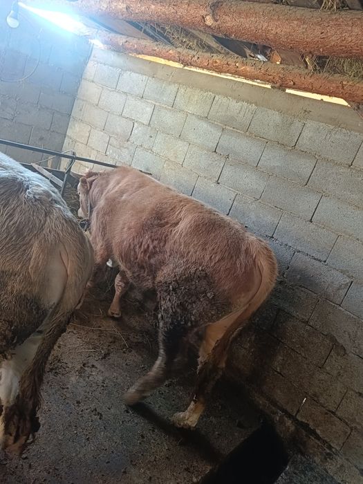 Продам бычков 3 головы