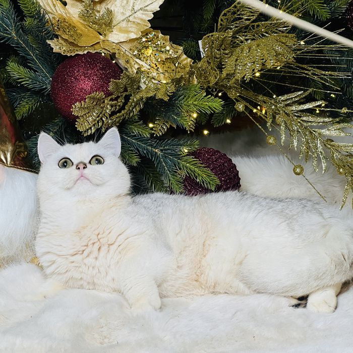 Серебристая шиншилла