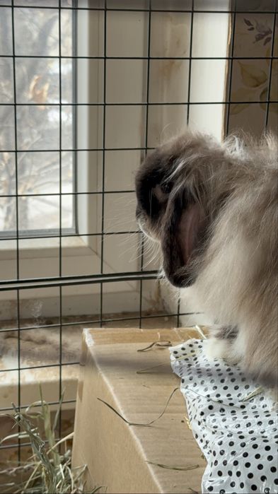 Декоративные Кролики