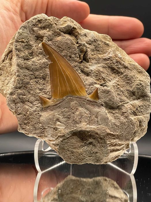 Фосил Зъб от Праисторическа Акула Otodus obliquus (Еоцен)