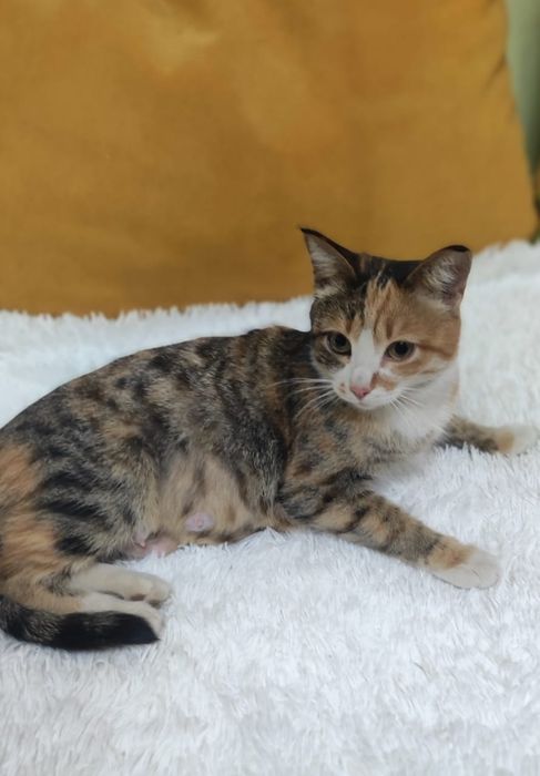 Кошечка Нюша ищет добрые ручки