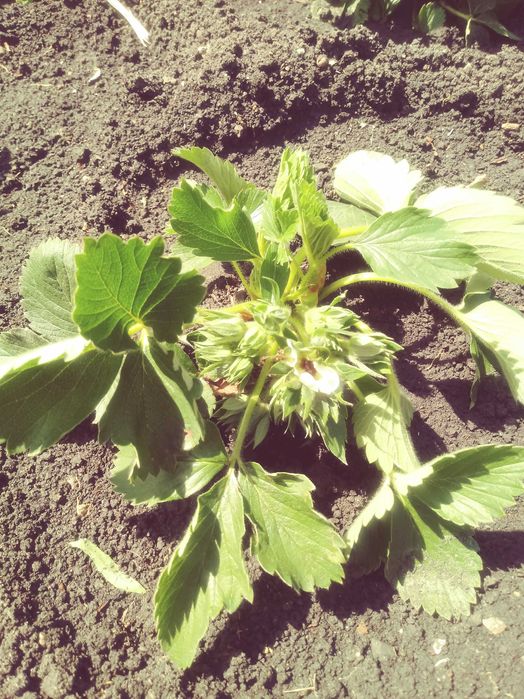 ПРОДАМ рассаду виктории сорт ЛОРД