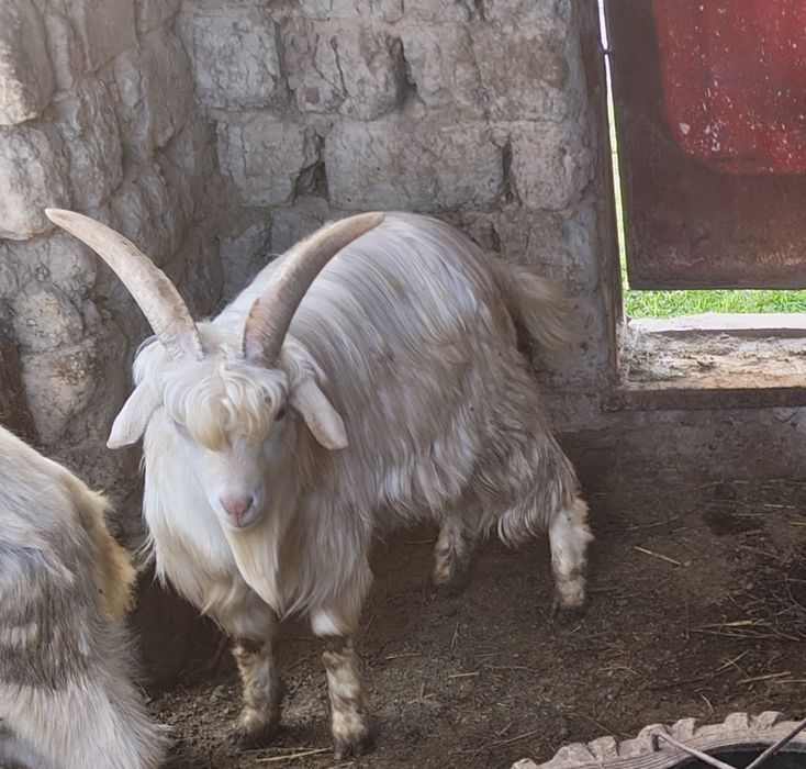 Ешкі лақ занен ешкілер