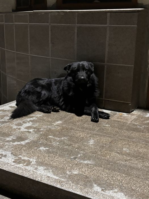 Вязка немцкая овчарка