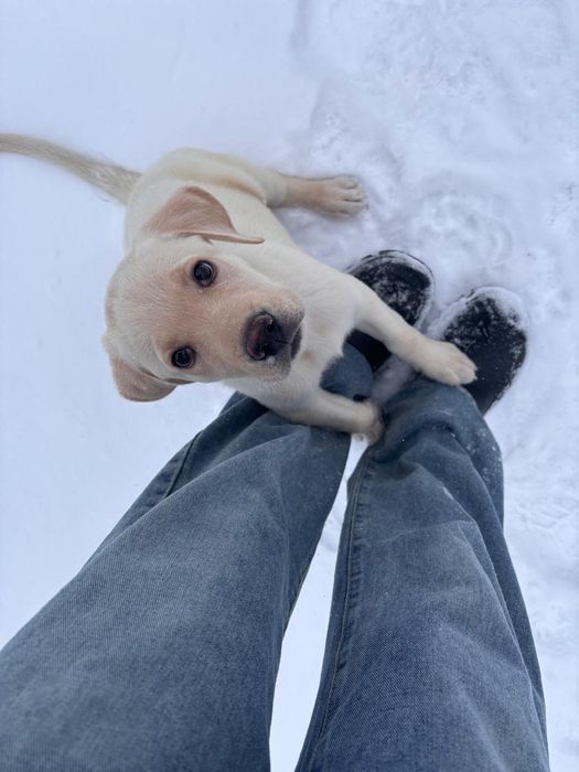 Продам щенка лабрадора