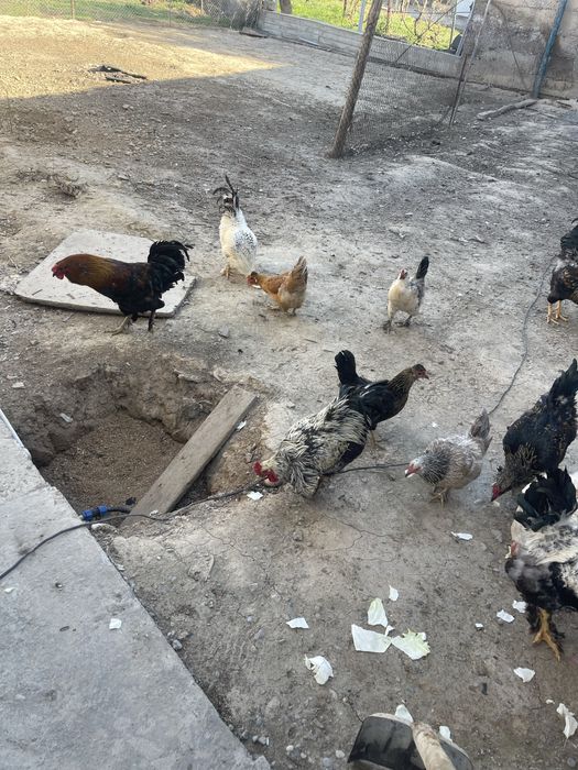 Продается куры домашний