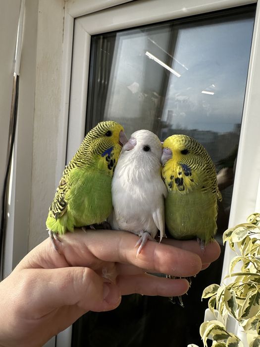 Чехи волнистые, птецы