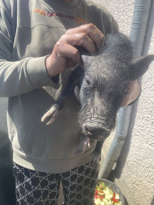 donez pisicuta  rasa europeana