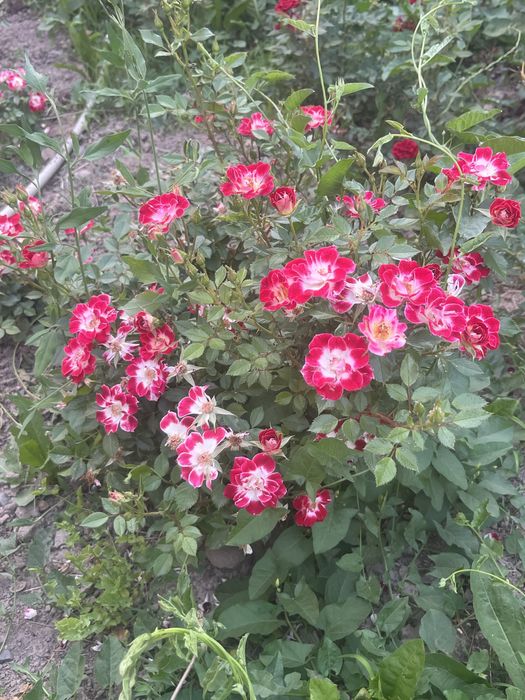 Продам саженцы роз