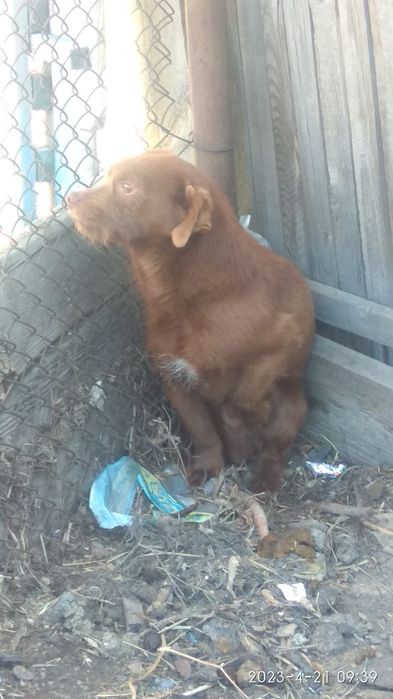 отдам щенка мальчика