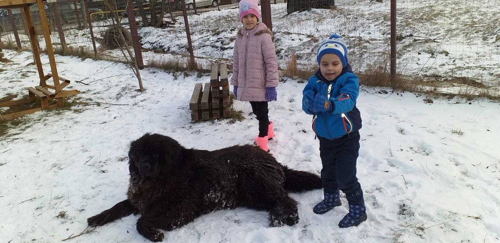 Dog walking Pet sitter Dresaj canin