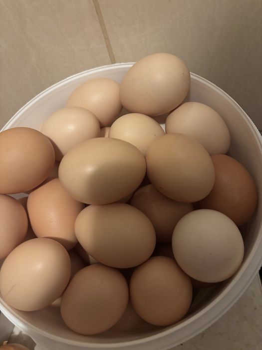 Oua de țară de la gaini crescute cu hrana naturala, fara concetrati