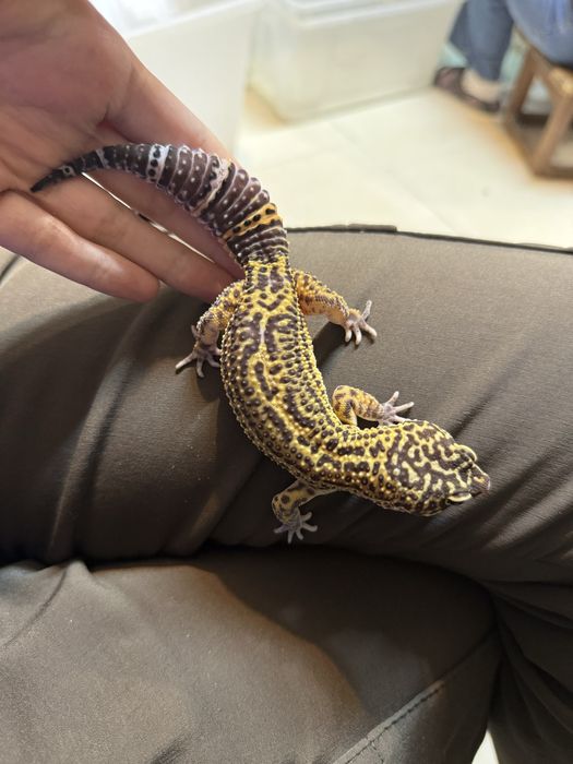 Эублефар морфы Black Night het Bell Albino, самец