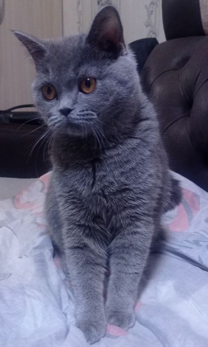 Британская кошка 7 месяцев