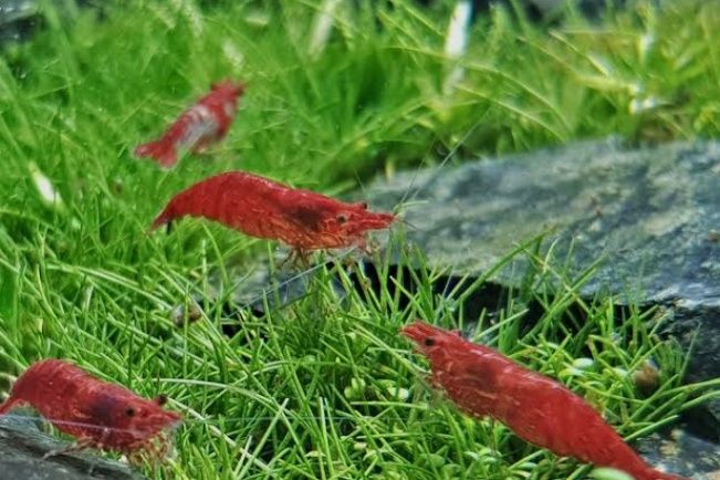 Обменяю креветки аквариумные