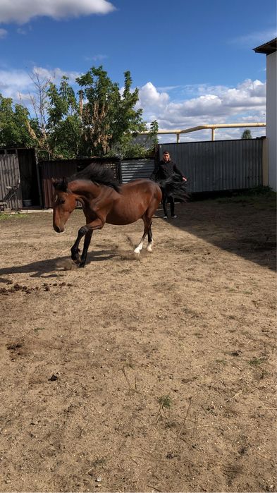 Продам жеребчика