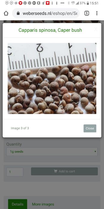 Kovul (kavar, Capparis spinosa) urug'i sotiiladi.