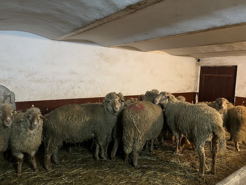 Berbeci tigaie ruginie cu certificat de origine si fara certif. 19 bc.