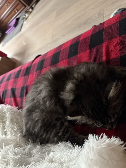 Срочно отдаем котенка в хорошие руки