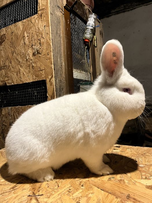 Iepuri Neozeelandez Alb