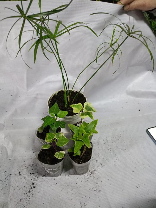 Продам цветы комнатные