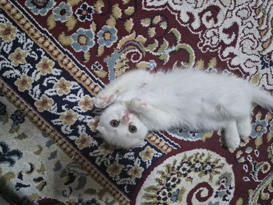 Котенок.Скоттиш Фолд