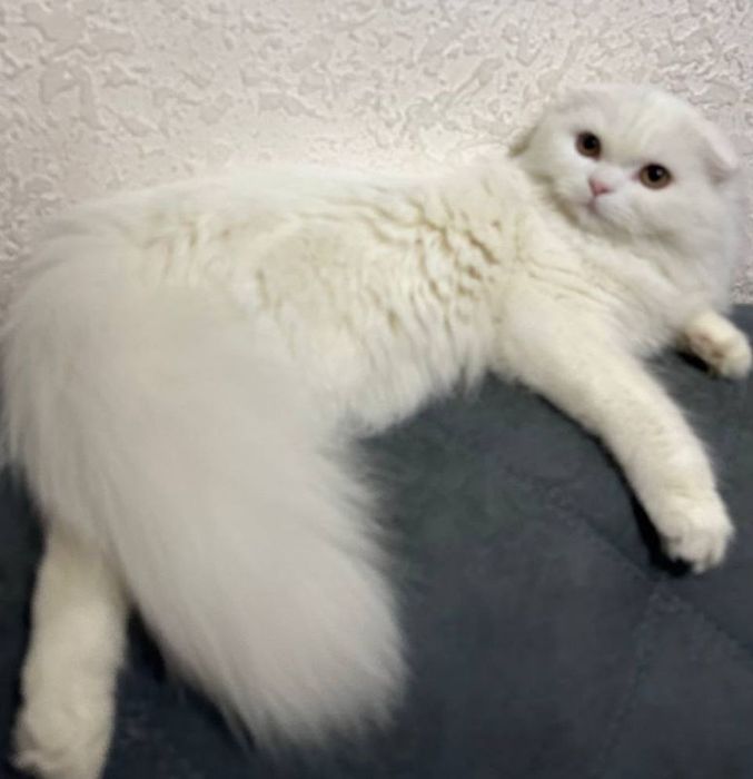 Skotish fold hayland oq SOTILADI