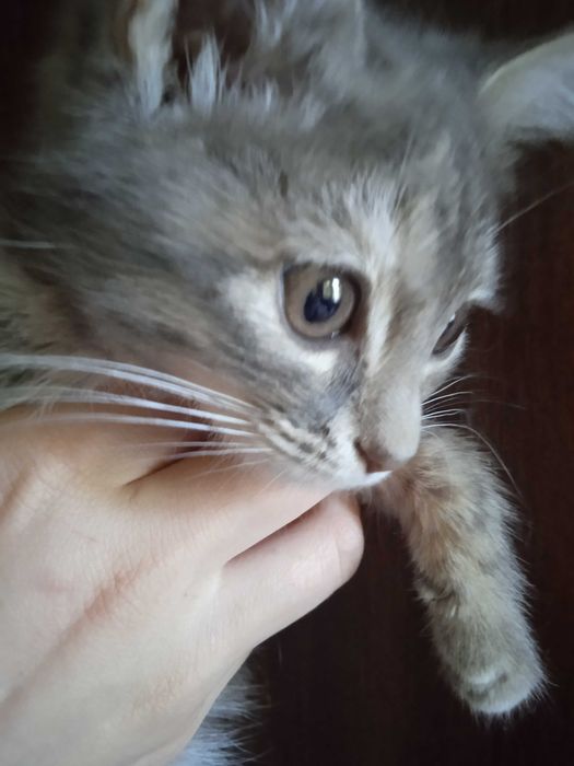 Пушистый серый котёнок девочка, 2 месяца.