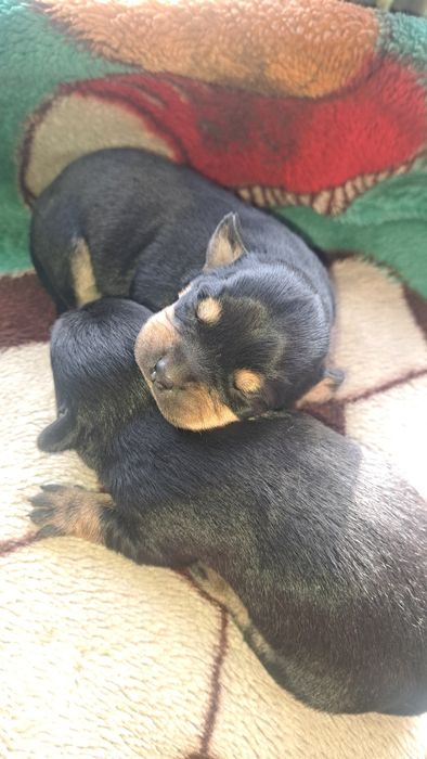 Готовятся к продаже щенки