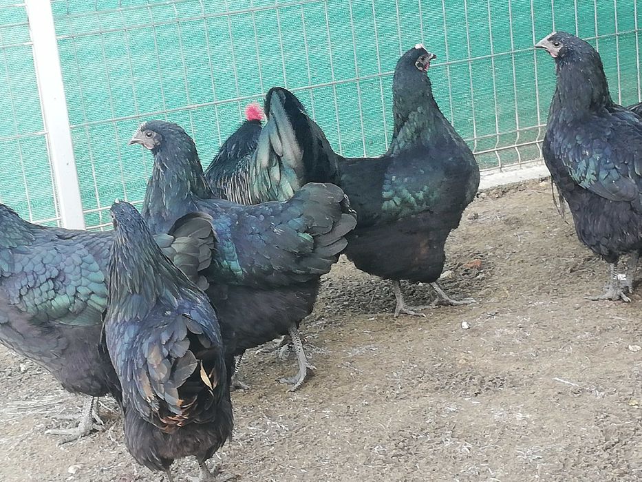 Vând oua pentru incubat din rasa Australorp negru