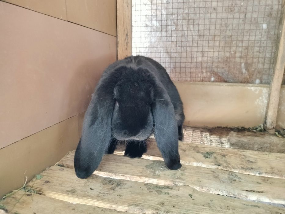 Berbec german masculi și femele