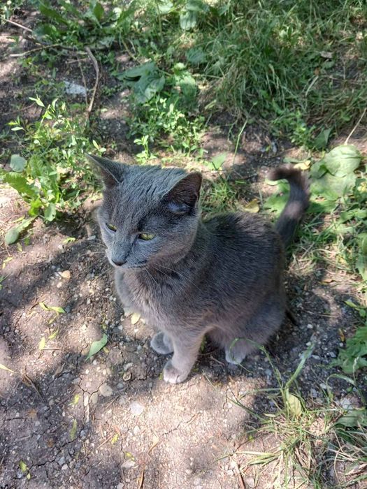 Подарявам коте  Руска синя на 8 месеца