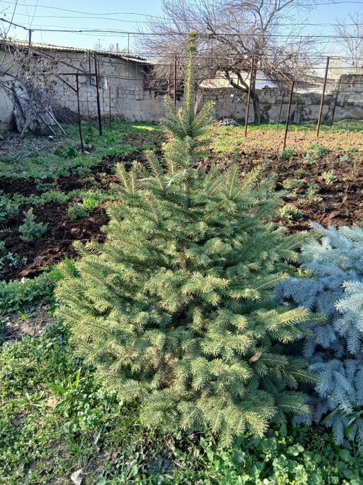 Арча сотилади (голубой ель)