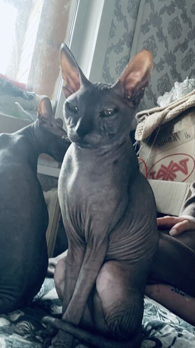 Продам кота сфинкса