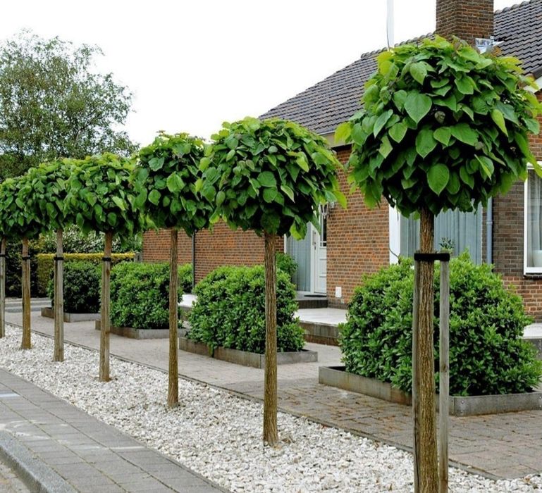 Amenajam gradini, proiectare peisagistica, gazon rulou, sisteme de irigare automatizate profesionale , plante  ornamentale de gradina, copaci, maslini