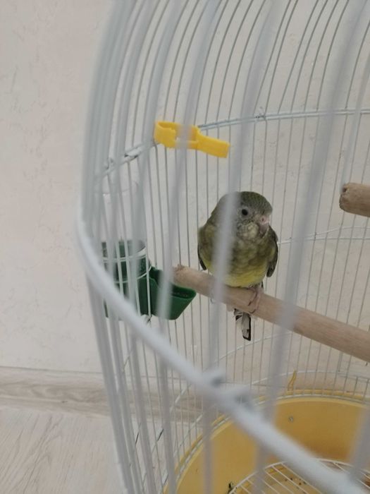 Попугай девочкаа