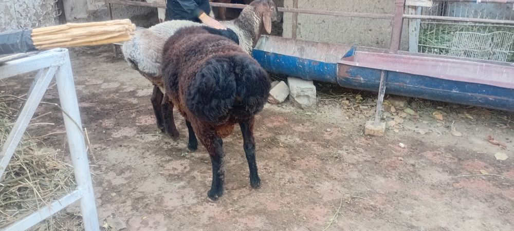 Кучкорлар сотилади